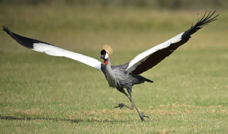 Kupando Kanser Tedavisi